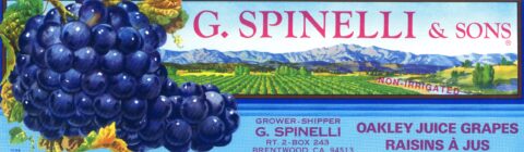 G. Spinelli   Sons